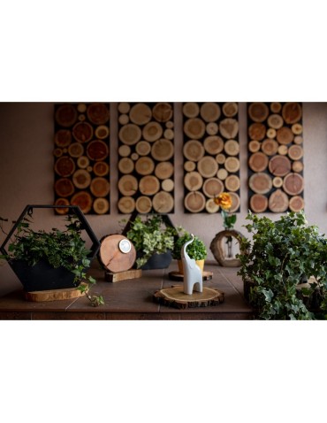 Plastry Drewna - Zestaw 6 szt Okorowanych Podkładek na Stół /śr. 9-12 cm/ Drewno Czeremchy - produkt 7