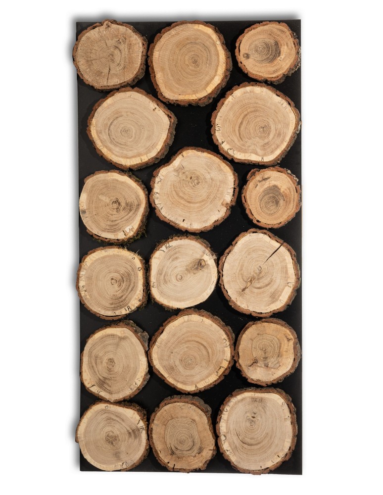 Plastry Drewna - Panel Ścienny Dekoracyjny 76X38X3 cm Plastry Dębu 4 szt - product b2b.wamar.biz 2