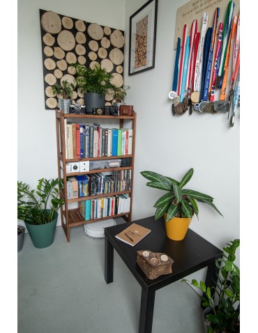 Plastry Drewna - Panel Ścienny Dekoracyjny 70X38X3 cm Plastry Brzozy 1 szt - product 11