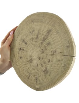 Okorowany Plaster Akacji 20-25 cm/ gr. 2 cm/ Szlifowany