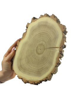 Plaster Akacji 15-20 cm/ gr. 2 cm/ Szlifowany z Korą