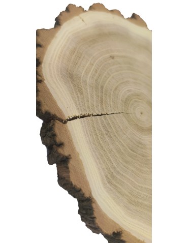 Plastry Okrągłe - Plaster Akacji 15-20 cm/ gr. 2 cm/ Szlifowany z Korą - product 8