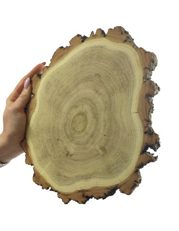 Plaster Akacji 20-25 cm/ gr. 2 cm/ Szlifowany z Korą