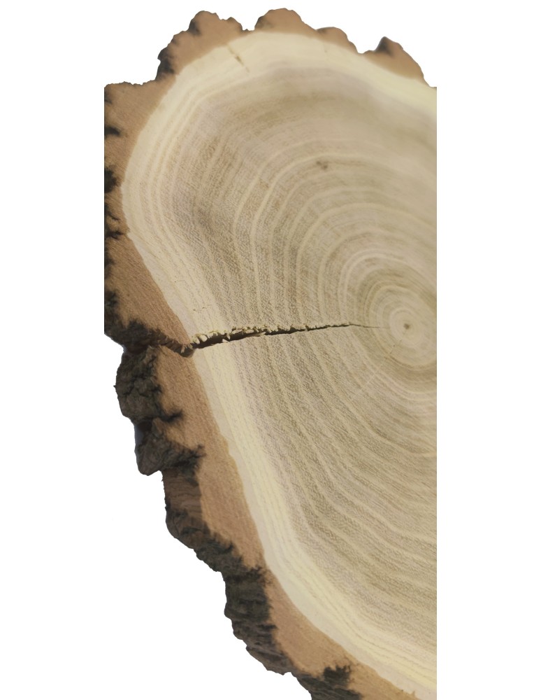 Plastry Okrągłe - Plaster Akacji 20-25 cm/ gr. 2 cm/ Szlifowany z Korą - produkt b2b.wamar.biz 2