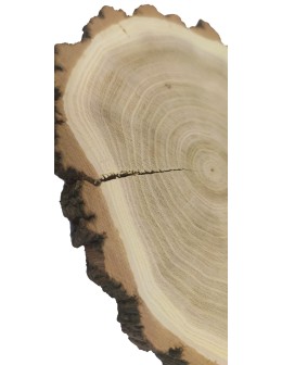 Plaster Akacji 20-25 cm/ gr. 2 cm/ Szlifowany z Korą - product 2