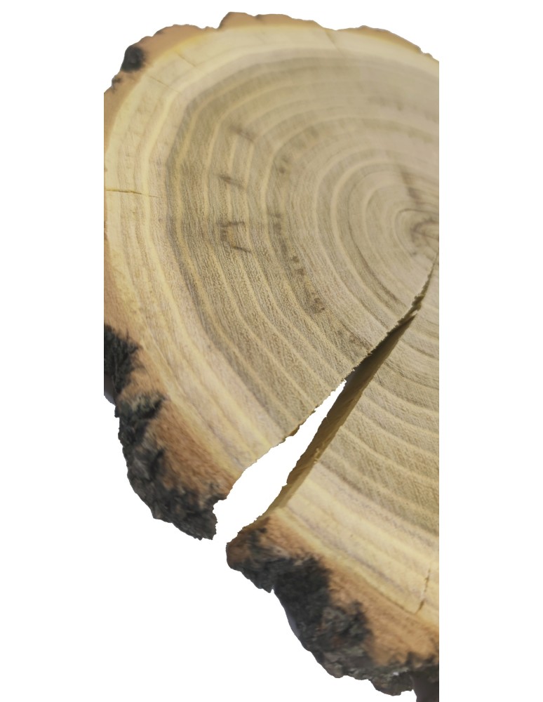 Plastry Okrągłe - Plaster Akacji 20-25 cm/ gr. 2 cm/ Szlifowany z Korą - produkt b2b.wamar.biz 7