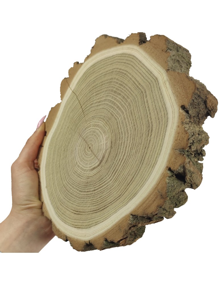 Plastry Okrągłe - Plaster Akacji 15-20 cm/ gr. 3,5 cm/ Szlifowany z Korą - product b2b.wamar.biz 1