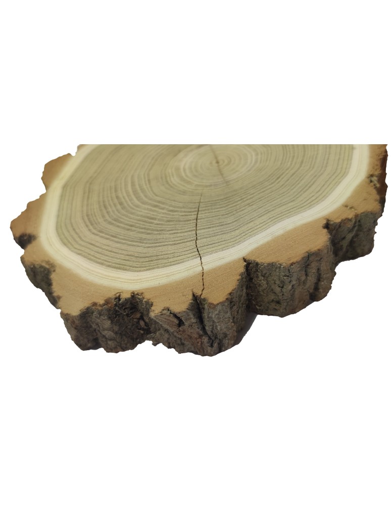 Plastry Okrągłe - Plaster Akacji 15-20 cm/ gr. 3,5 cm/ Szlifowany z Korą - product b2b.wamar.biz 4