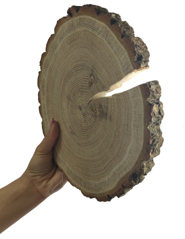 Plaster Dębu 15-20 cm/ gr. 2 cm/ Szlifowany z Korą