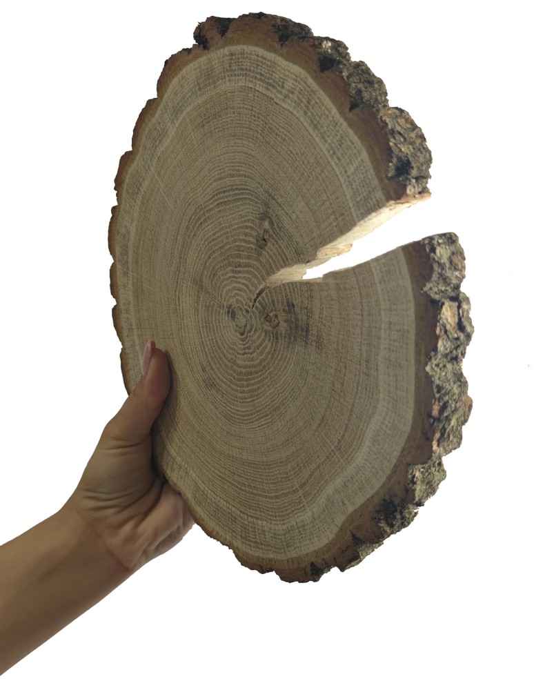 Plastry Okrągłe - Plaster Dębu 15-20 cm/ gr. 2 cm/ Szlifowany z Korą - product b2b.wamar.biz 1