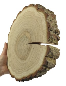 Plaster Dębu 20-25 cm/ gr. 3 cm/ Szlifowany z Korą