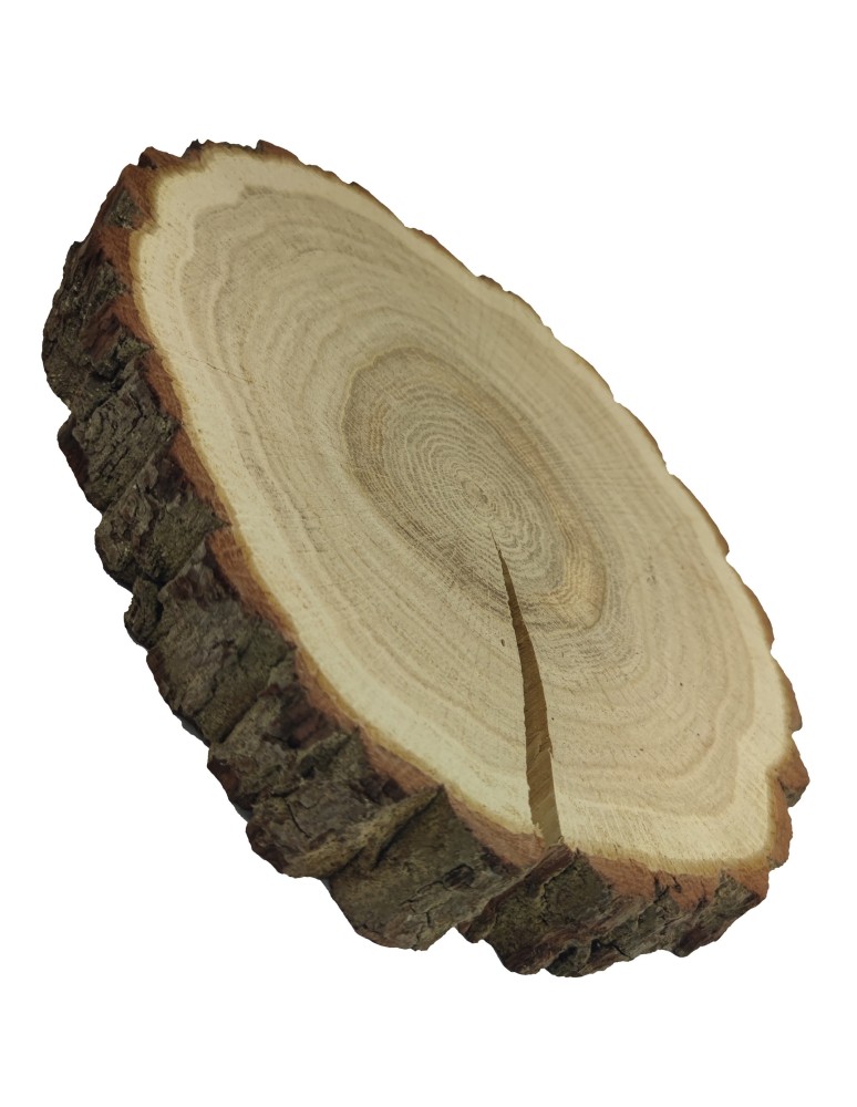 Plastry Okrągłe - Plaster Dębu 20-25 cm/ gr. 3 cm/ Szlifowany z Korą - produkt b2b.wamar.biz 3