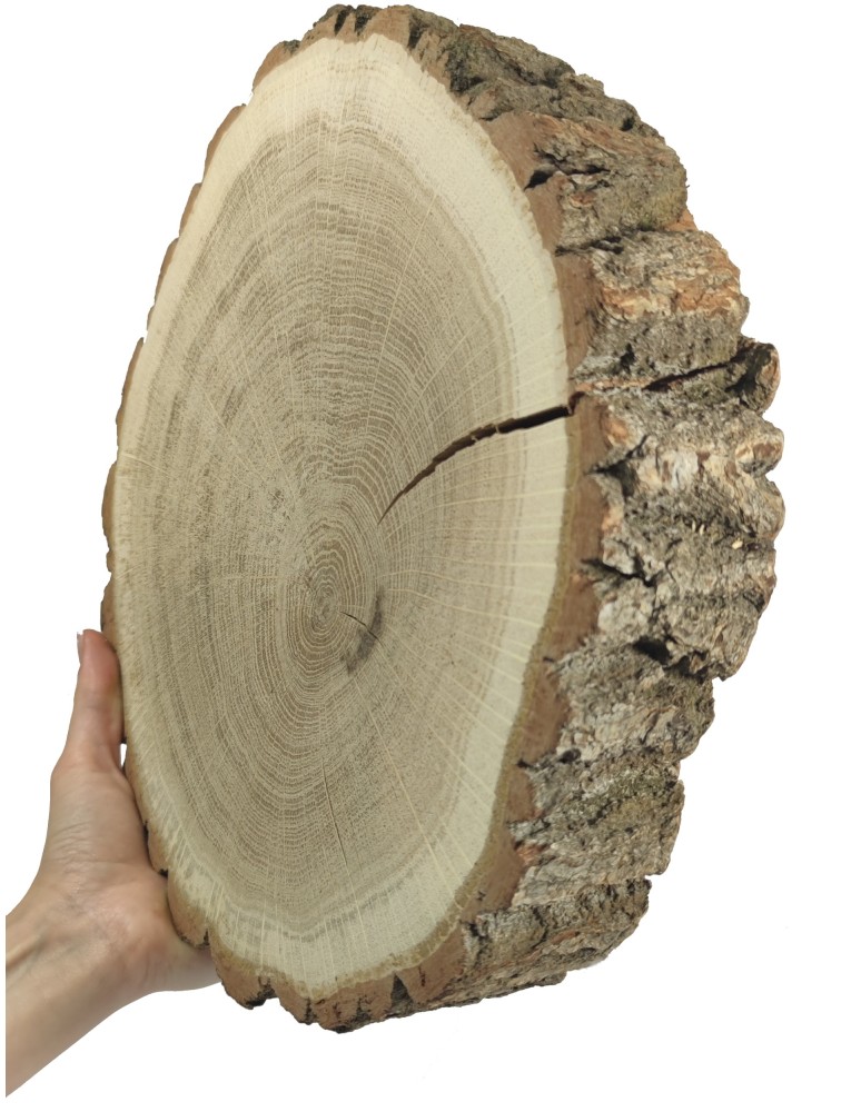Plastry Okrągłe - Plaster Dębu 30-35 cm/ gr. 6 cm/ Szlifowany z Korą - product b2b.wamar.biz 1