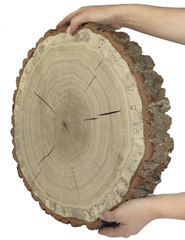 Plaster Dębu 35-40 cm/ gr. 6 cm/ Szlifowany z Korą