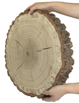 Plaster Dębu 35-40 cm/ gr. 6 cm/ Szlifowany z Korą