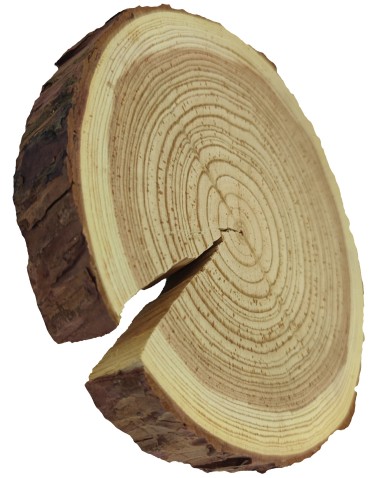 Plaster Modrzewia 20-25 cm/ gr. 3 cm/ Szlifowany z Korą - product 2