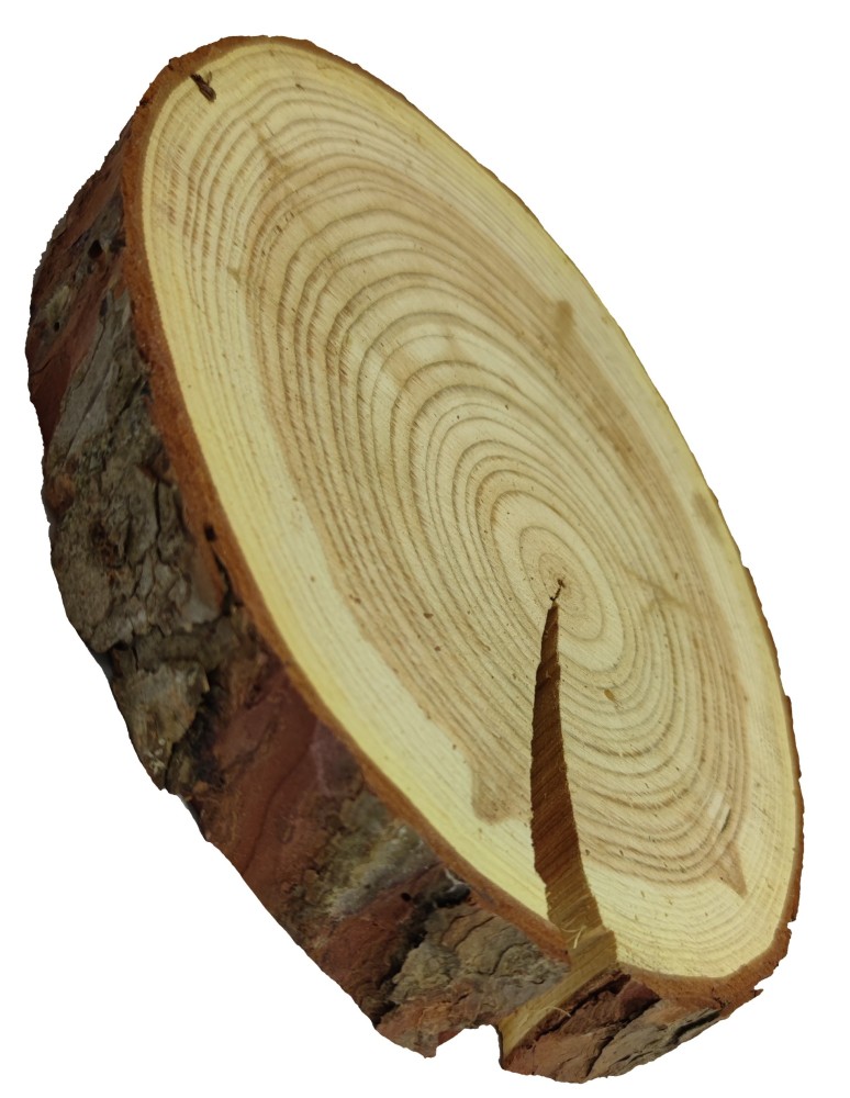 Plastry Okrągłe - Plaster Modrzewia 20-25 cm/ gr. 4 cm/ Szlifowany z Korą - product b2b.wamar.biz 3