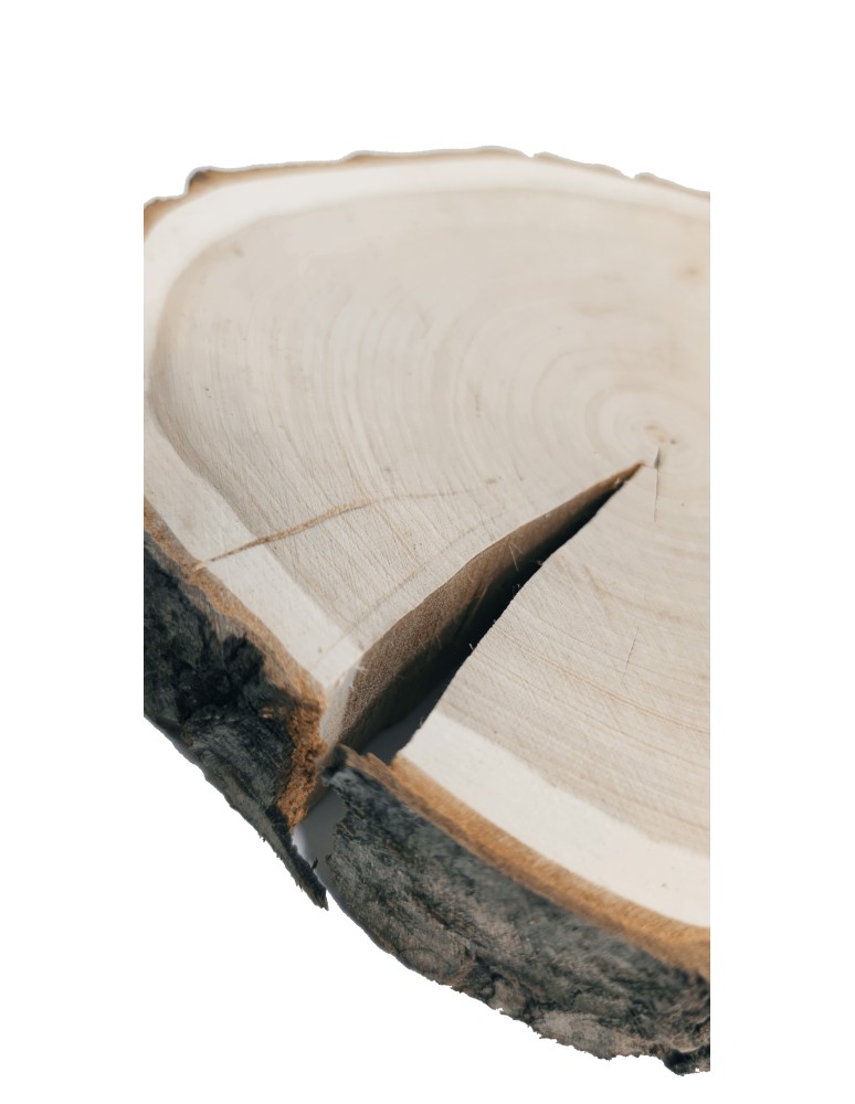 Plastry Okrągłe - Plaster Czeremchy 20-25 cm/ gr. 3 cm/ Szlifowany z Korą - product b2b.wamar.biz 3