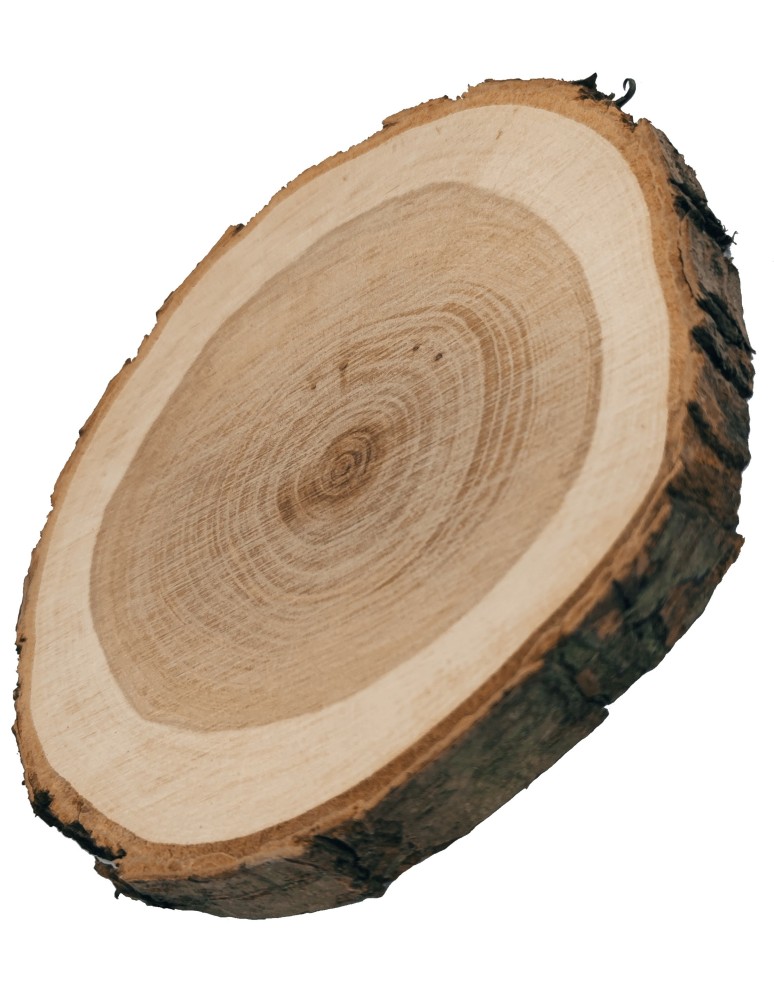 Plastry Okrągłe - Plaster Czeremchy 20-25 cm/ gr. 3 cm/ Szlifowany z Korą - product b2b.wamar.biz 4