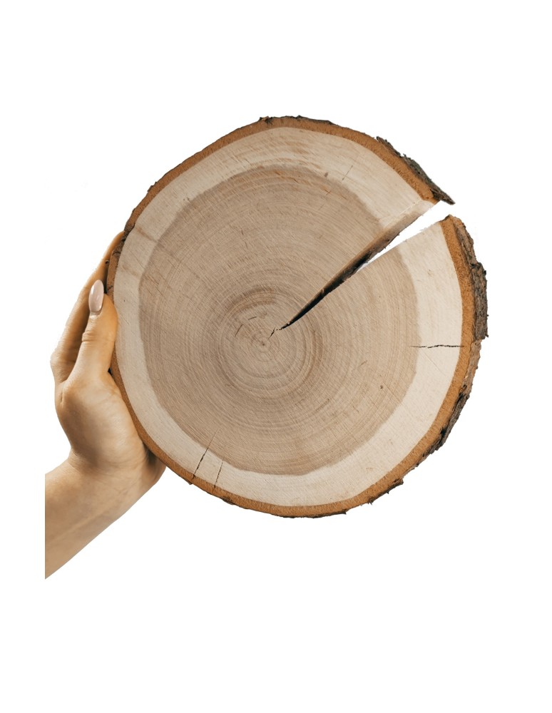 Plastry Okrągłe - Plaster Czeremchy 20-25 cm/ gr. 3 cm/ Szlifowany z Korą - product b2b.wamar.biz 1
