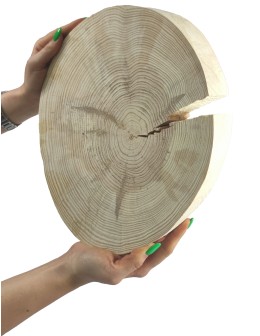 Okorowany Plaster Sosny 20-25 cm/ gr. 3 cm/ Szlifowany - product 2