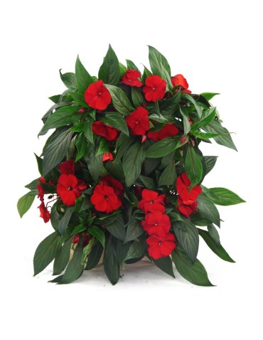 Grządki i Warzywniaki - Drewniane kwietniki wertykalne RD-8/2x2 - Naturalny - product 5