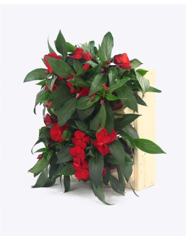 Grządki i Warzywniaki - Drewniane kwietniki wertykalne RD-8/2x2 - Naturalny - product 7