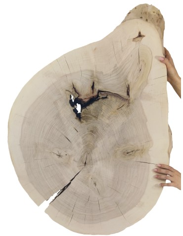 Okorowany Plaster Topoli 90x65 cm/ gr. 8 cm/ Szlifowany Unikat 142100