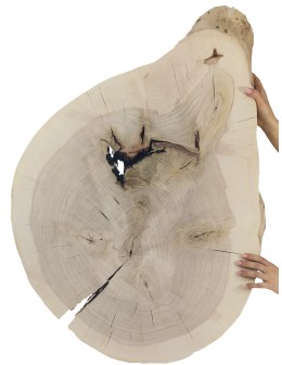 Okorowany Plaster Topoli 90x65 cm/ gr. 8 cm/ Szlifowany Unikat 142100