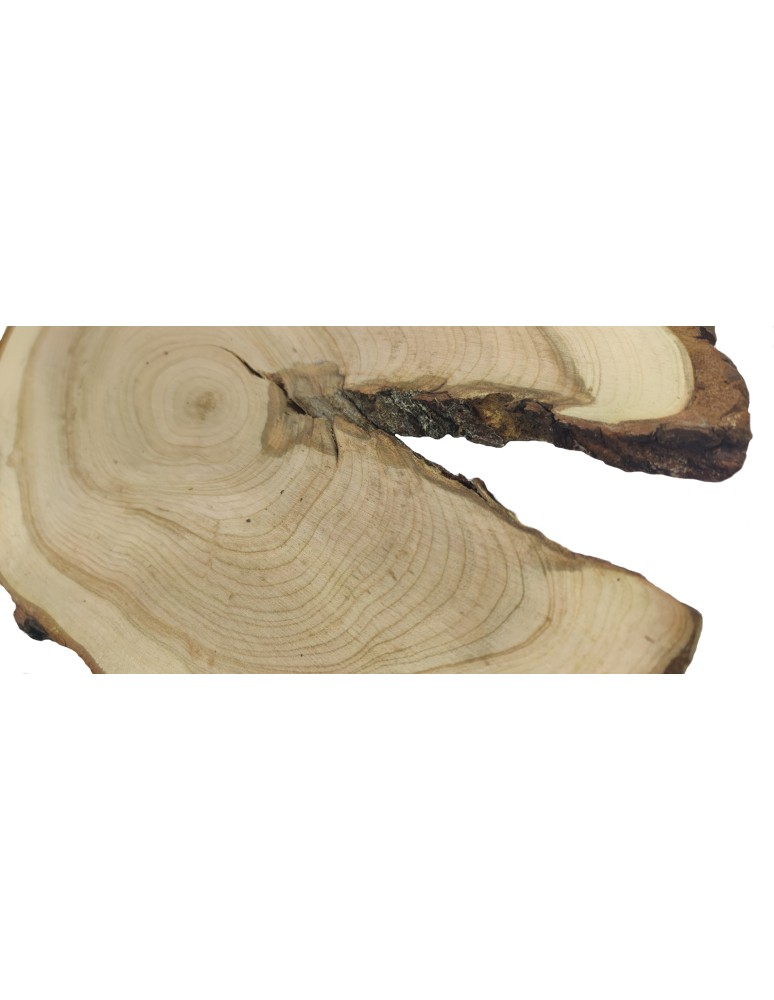 Plastry Drewna - Plaster Czeremchy 35-40 cm/ gr. 1,5 cm/ Szlifowany z Korą Unikat 112648 - product b2b.wamar.biz 4