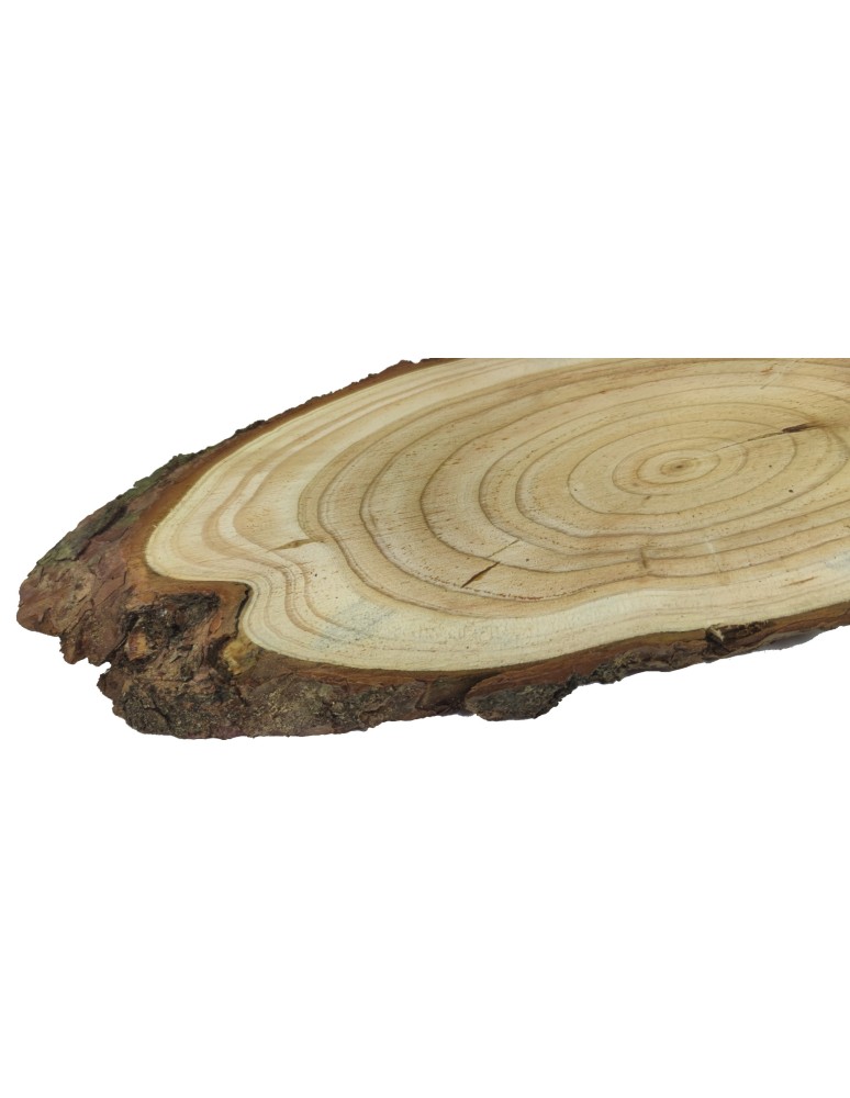 Plastry Drewna - Plaster Modrzewia 35-40 cm/ gr. 2 cm/ Szlifowany z Korą - produkt b2b.wamar.biz 3