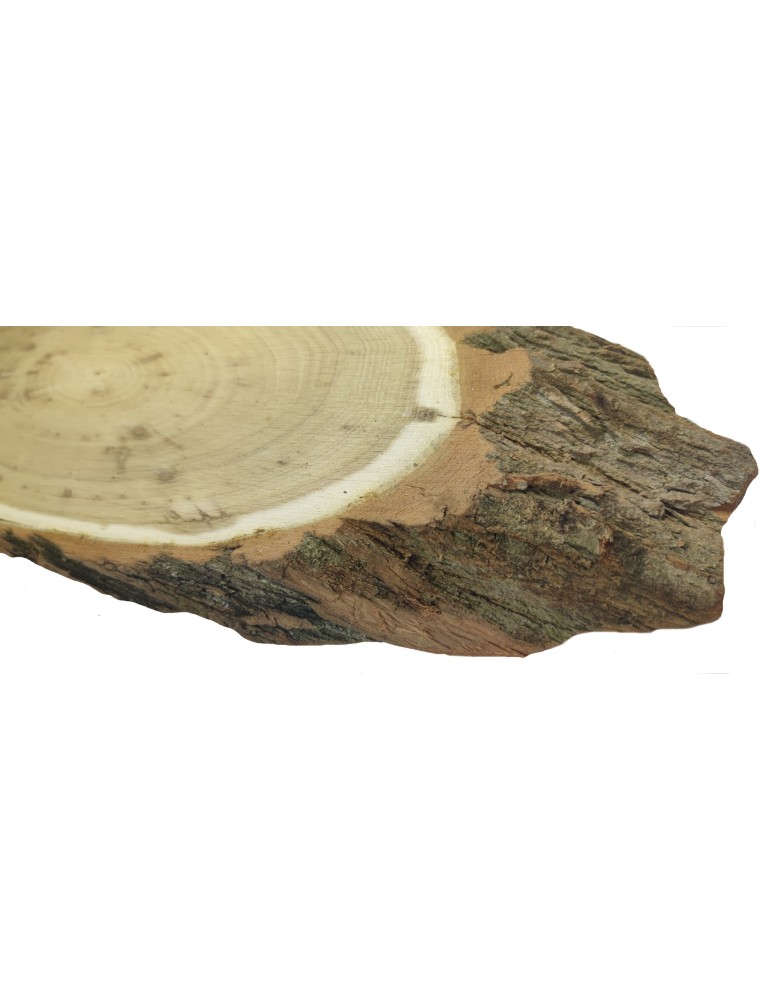 Plastry Drewna - Plaster Akacji 40-45 cm/ gr. 4 cm/ Szlifowany z Korą - produkt b2b.wamar.biz 3