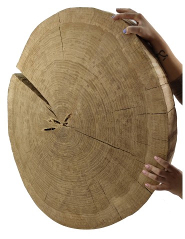 Okorowany Plaster Dębu 90x80 cm/ gr. 9 cm/ Szlifowany Unikat 114741