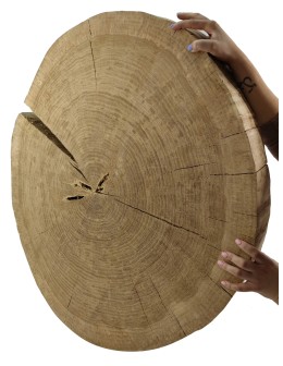 Okorowany Plaster Dębu 90x80 cm/ gr. 9 cm/ Szlifowany Unikat 114741