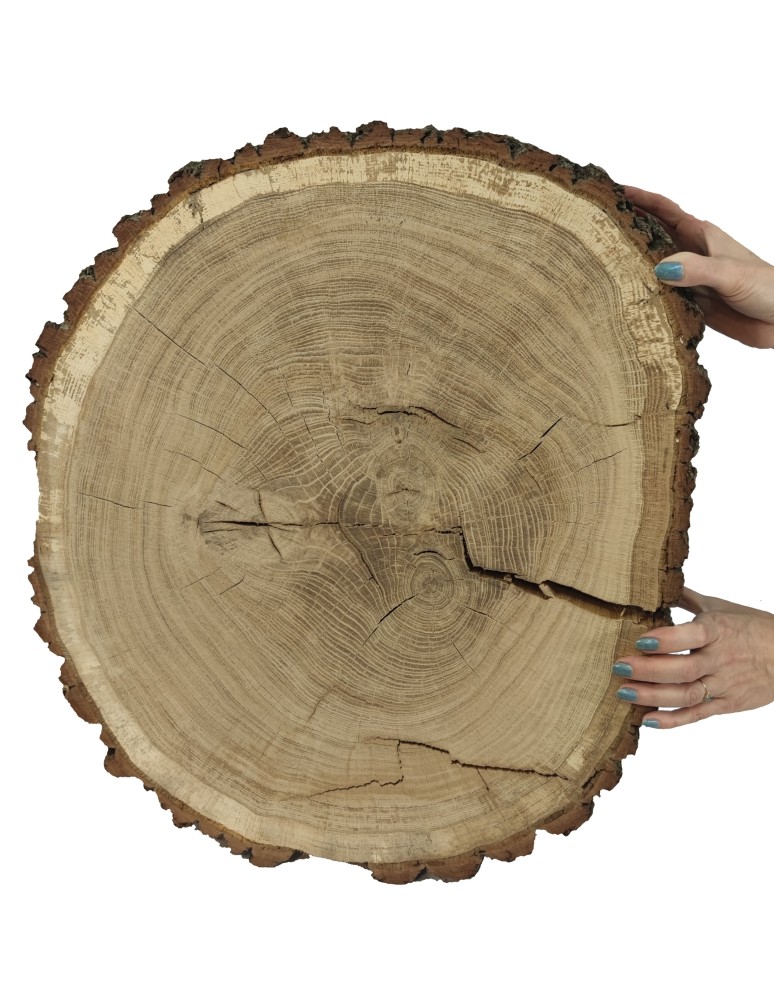 Plastry Drewna - Plaster Dębu 60x53 cm/ gr. 12 cm/ Szlifowany z Korą Unikat 145441 - produkt b2b.wamar.biz 3