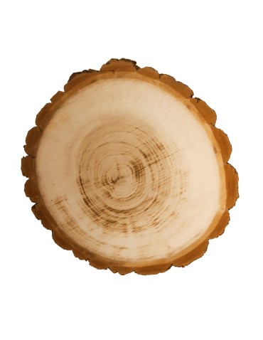 PLASTER DREWNA 20-25 cm Z KORĄ krążek dewniany - produkt 2