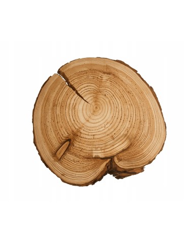 UNIKATOWY PLASTER MODRZEWIA 25-30cm Z KORĄ 132258