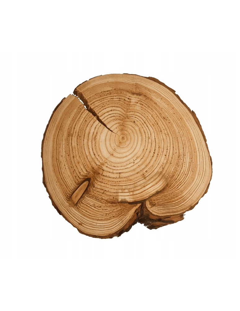 Plastry Okrągłe - UNIKATOWY PLASTER MODRZEWIA 25-30cm Z KORĄ 132258 - product b2b.wamar.biz 1