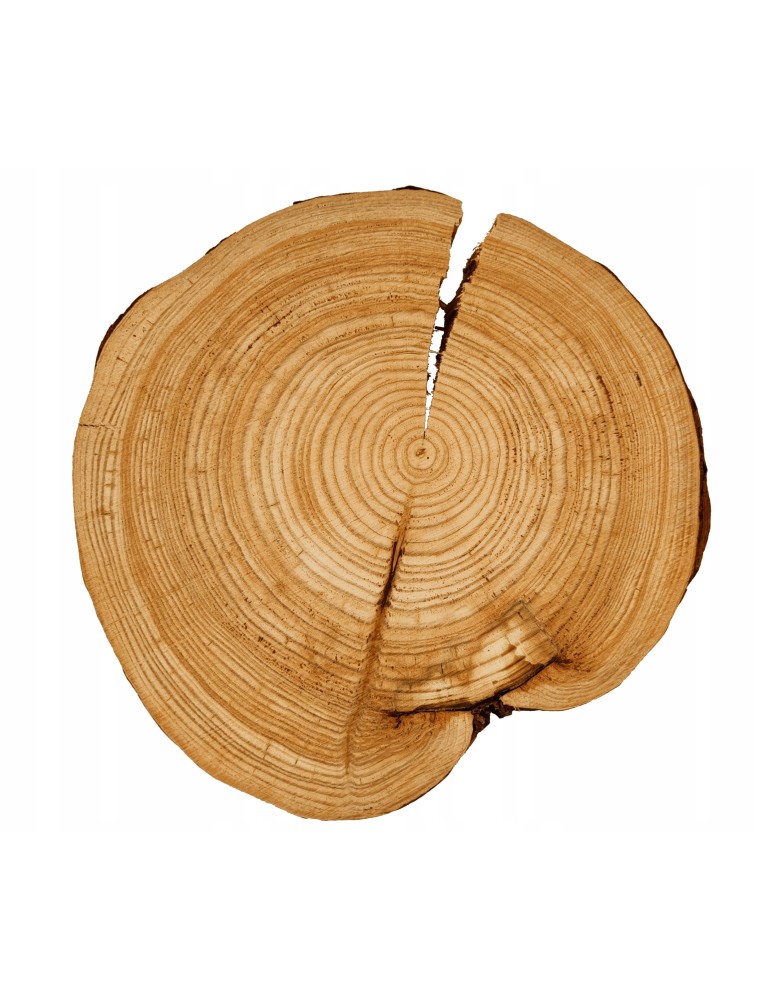 Plastry Okrągłe - KRĄŻEK DREWNA MODRZEW 30-35 cm bez kory 133133 - product b2b.wamar.biz 1