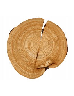 KRĄŻEK DREWNA MODRZEW 30-35 cm bez kory 133133