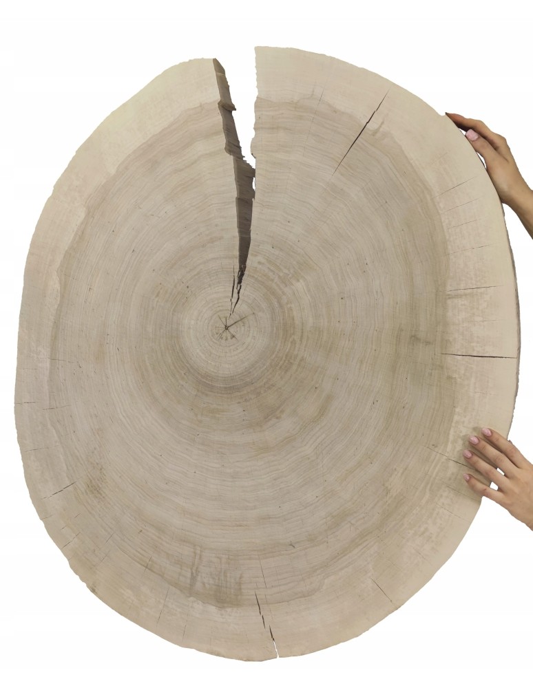 Plastry Okrągłe - PLASTER DREWNA TOPOLI BLAT UNIKAT 142920 - product b2b.wamar.biz 1