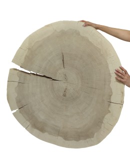 Plaster drewna topoli blat drewniany na stolik kawowy TOPOLA UNIKAT 150146