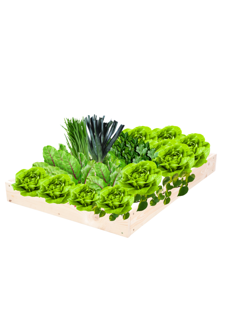 Grządki kaskadowe - Skrzynia na warzywa regulowana skrzynie na warzywniak inspekt 9x60x120 - product b2b.wamar.biz 2