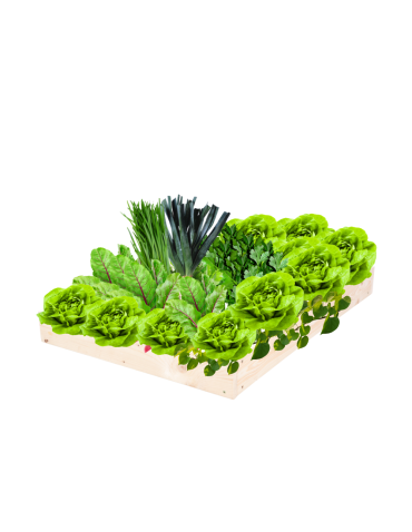 Skrzynia na warzywa regulowana skrzynie na warzywniak inspekt 9x90x120 - product 2