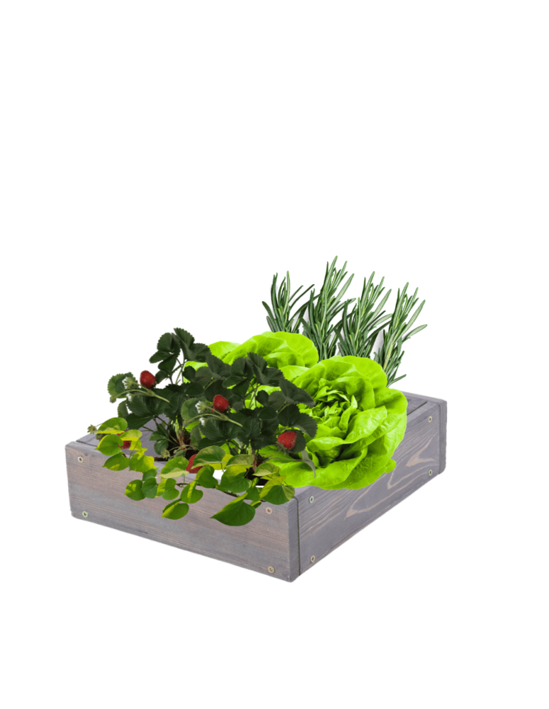 Grządki kaskadowe - Skrzynia na warzywa regulowana skrzynie na warzywniak donice 9x30x30 - product b2b.wamar.biz 2