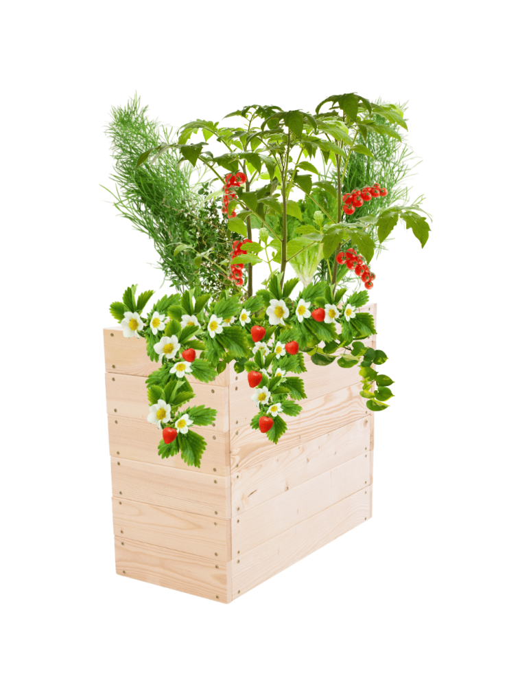 Uprawowe skrzynie ogrodowe- Warzywniaki- skrzynia do uprawy - Skrzynia na warzywa skrzynie na warzywniak inspekt donica grządka 54x63x30 - product b2b.wamar.biz 2