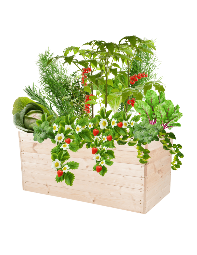 Uprawowe skrzynie ogrodowe- Warzywniaki- skrzynia do uprawy - Skrzynia na warzywa skrzynie na warzywniak inspekt donica grządka 54x120x80 - product b2b.wamar.biz 2