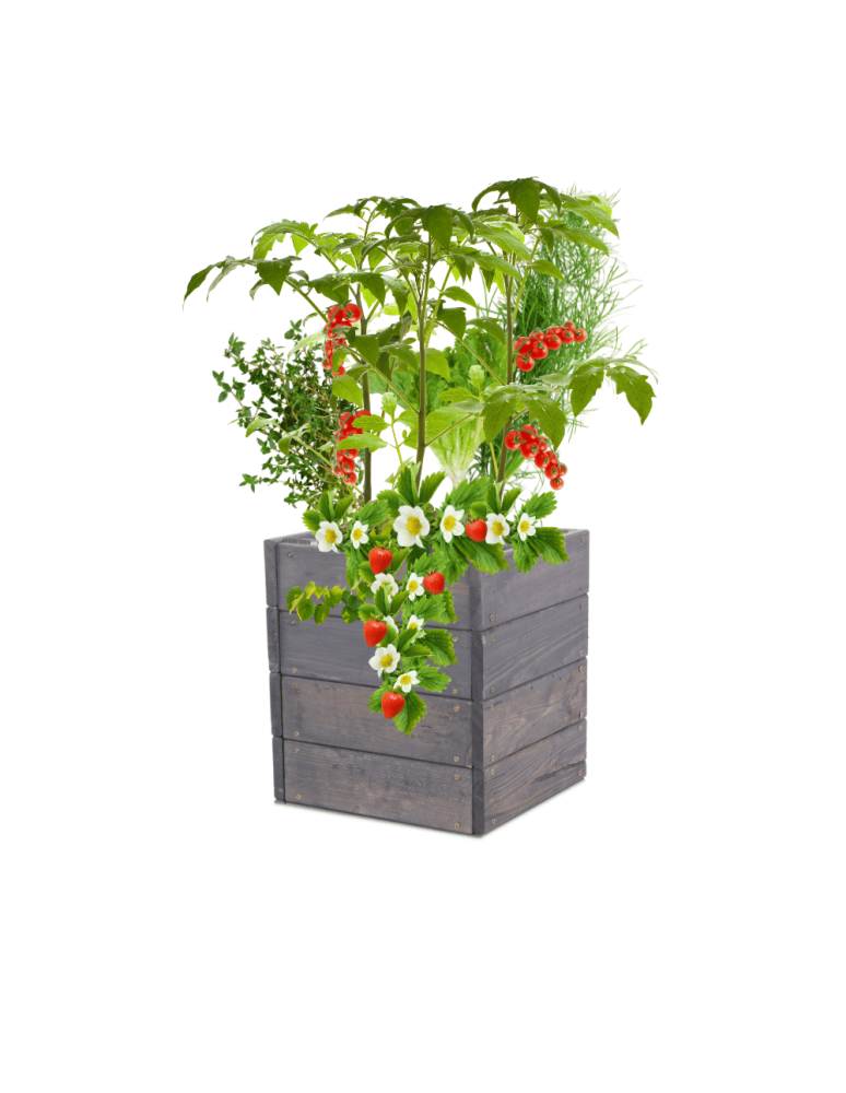 Uprawowe skrzynie ogrodowe- Warzywniaki- skrzynia do uprawy - Skrzynia na warzywa skrzynie na warzywniak inspekt donica grządka 36x33x30 - produkt b2b.wamar.biz 2