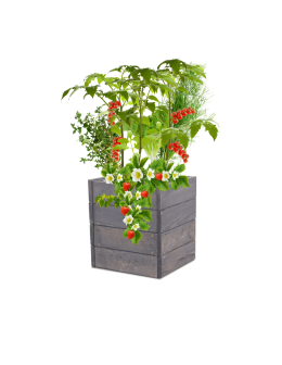 Skrzynia na warzywa skrzynie na warzywniak inspekt donica grządka 36x33x30 - product 2