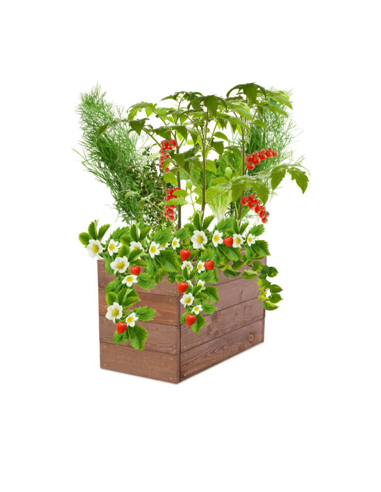 Uprawowe skrzynie ogrodowe- Warzywniaki- skrzynia do uprawy - Skrzynia na warzywa skrzynie na warzywniak inspekt donica grządka 36x63x30 - product b2b.wamar.biz 2